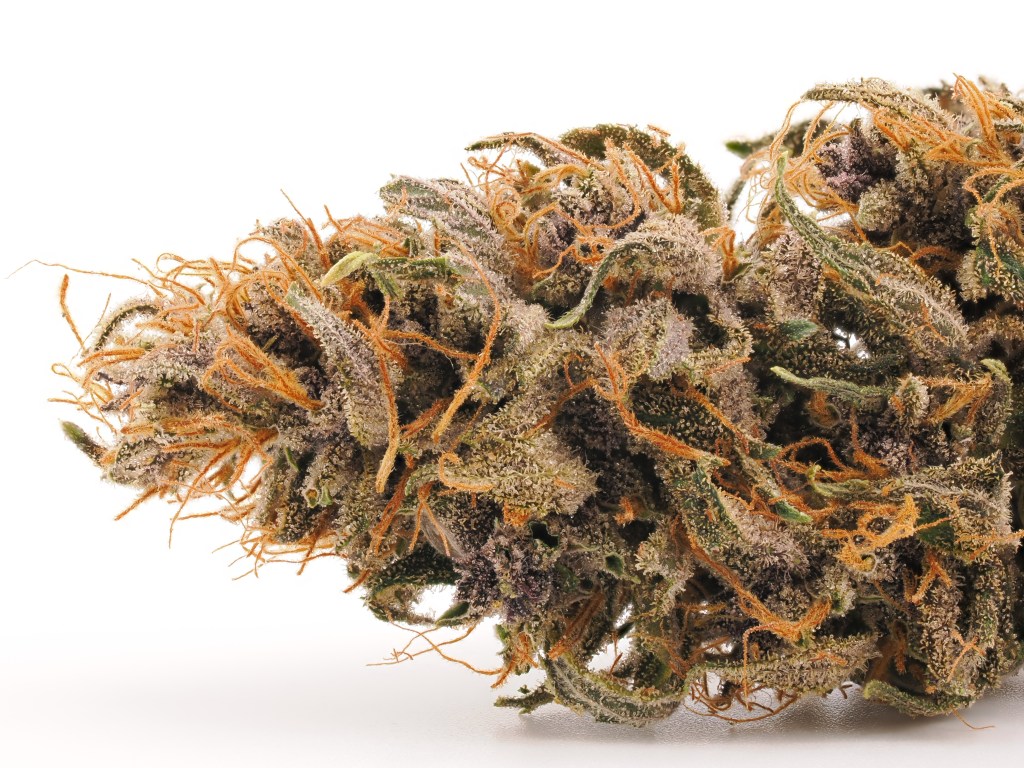 Hemp Flower Review | Lavender Soda by Mountain Flowers&nbsp;Hemp