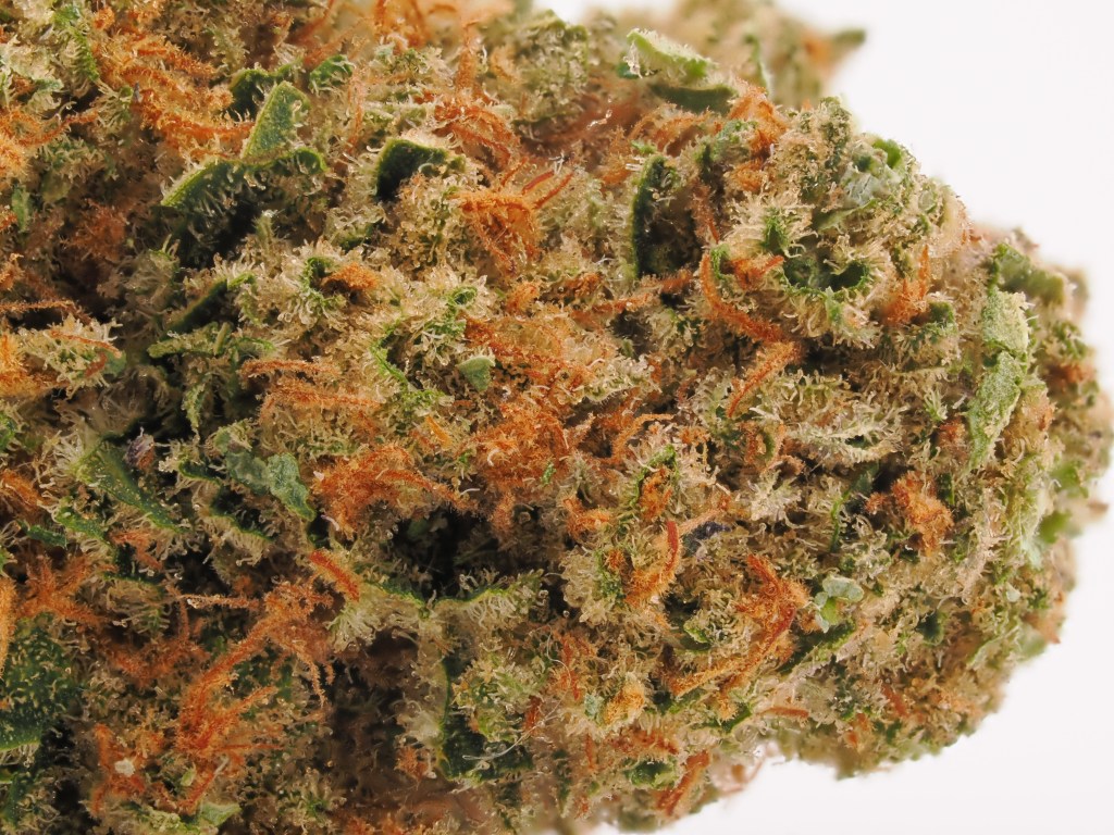 Type II Flower Review | Bay Breeze CBD by Wave Rider&nbsp;Nursery